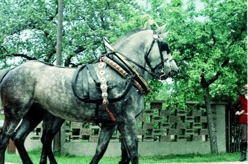 Dorffest 500 Jahre Mulknitz 1987