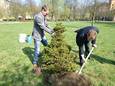 Jahresbaum 2017 - Guido Ochelka und Dr. Martin Gast bei der Baumpflanzung